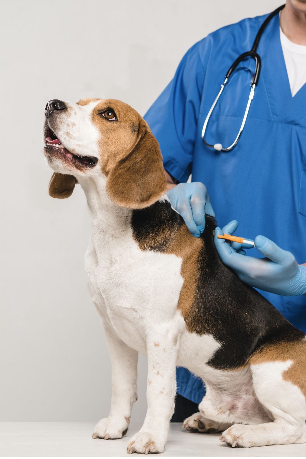 Perro recibiendo atención veterinaria